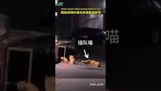 Netizen Captures Kittens Queuing网友拍到小猫排队领食物，插队的还要挨一记喵喵拳。懂礼貌的小猫也太可爱了吧！ （来源：@等.. @伏月沧溟） #萌宠 #流浪猫 #小美好