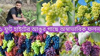 বারোমাসী মিষ্টি আঙুর