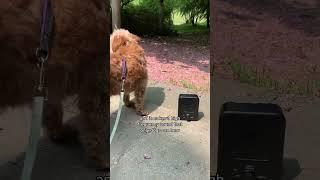 Barkify! - #1 Ultrasonic Anti-Bark Training Device!  #dog #doggo  #doghacks  #fypシ゚viral