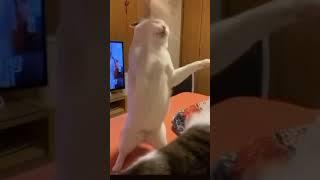 gatitos peleando con música de linkin park de fondo