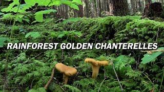 Harvesting Golden Chanterelle Mushrooms from the Temperate Rainforest!