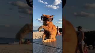 Cat In The Beach #AI #video #creative #cat #cute #funny