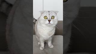 Is she a real predator? Watch this to the end! #cat #cats