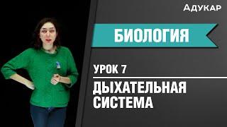 Дыхательная система человека| Биология ЦТ, ЕГЭ