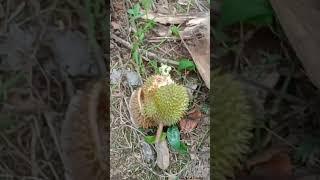 jalan jalan cari durian Bangka yg besar