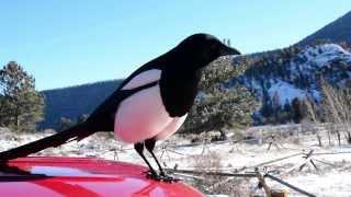 Black-Billed Magpie, Rocky Mountain NP in HD