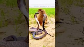 Anaconda Snake Chasing monkey video  #Shorts‎@RunFunTV 