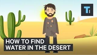 How To Find Water If You're Ever Stuck In A Desert