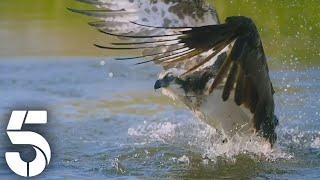 Wildlife Of Kielder Forest | The Forest: Seasons Of Wonder | Channel 5