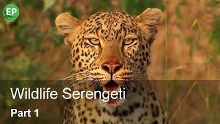 WILDLIFE SERENGETI | PART 1 | HD QUALITY | EN