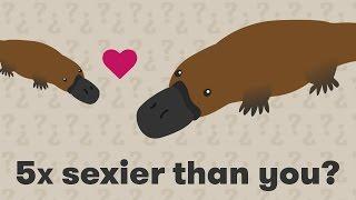 Why does the platypus have ten sex chromosomes?