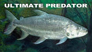 Deadly Goliath Tigerfish Plagues Africas's Waters | TIGERFISH - AFRICA'S PIRANHA | Wild Waters