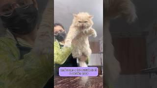 So angry  Cat grooming 93/100 days #catsbae #catcare #youtubeshorts