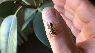 Rescued Paper Wasp Finds Safety in My Hands