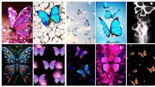 Butterfly Photo wallpaper / Butterfly picture wallpaper / Butterfly picture pic images status photo