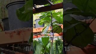 Какие сидераты выбрать весной для богатого урожая: секреты огородников #участок #дача #огород