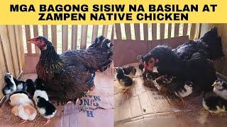 Mga bagong sisiw na basilan at zampen native chicken