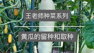 王老师种菜：黄瓜的留种和取种