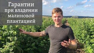 ГАРАНТИЯ защиты Ваших средств при вложении в малиновую плантацию