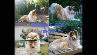 Dog tricks by Thunder the Rough Collie