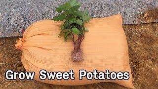 고구마 심는 방법ㅣHow To Grow Sweet Potatoes