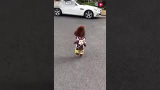 Funny upright walking poodle