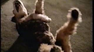 Geico Direct  - Car Insurance Commercial  - Dog Laughing (1998)