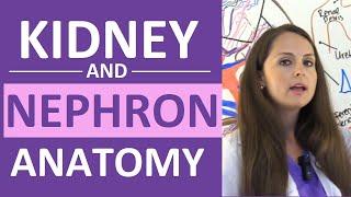 Kidney and Nephron Anatomy Structure Function | Renal Function System