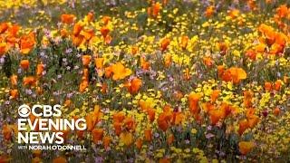 Wet winter leads to California "super bloom"