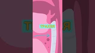 Попало НЕ в То ГОРЛО  (что делать)  #shorts #факты #попала #невтогорло #интересно