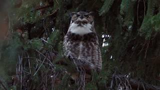 Great Horned Owl hoot