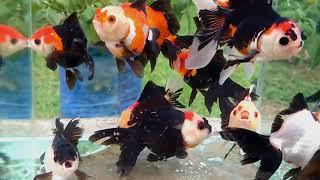 KOKI ORANDA UK 11-12 CM TULUNGAGUNG PUSAT