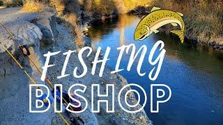 Bishop CA Fishing - Owens River - Tinemaha Reservoir