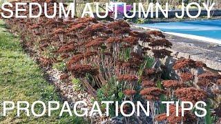 How to Grow Sedum Autumn Joy