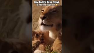 How do lion cubs know? They learn so fast.