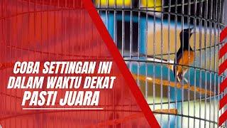 MURAI BATU DI SETTING SEPERTI INI JELAS ADA PERUBAHAN YANG SIGNIFIKAN