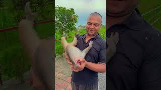 A Cute Monkey ️ #shorts #love #trending #viralvideos #monkey