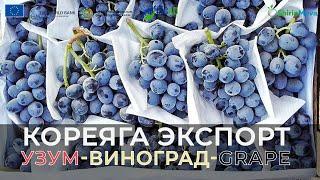 Узум – Uzum – Виноград - Grape