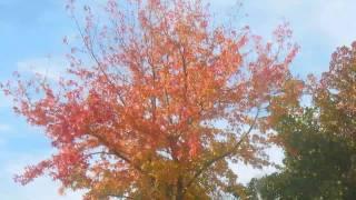 Real Time Lapse Autumn tree losing leaves in 8 weeks