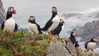 The Welcome Desk: A Closer Look at Seabirds