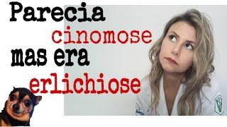 Sintomas da cinomose se confundem com erlichiose? Como saber qual doença é?