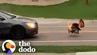 Wild Turkey Hates Cars | The Dodo