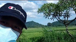 VLOG 4 | JADI PENUNGGU SAWAH!!!