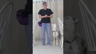 Excerpt from my latest YouTube video on teaching a dog how to find heel when he goes out ahead