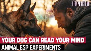 Your Dog Can Read Your Mind