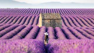 Lavender Fields of the Provence, France (4K Stock)