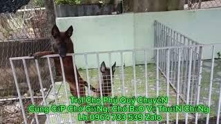 Malinois Becgie Bỉ thuần chủng Tìm nhà mới | Trại Chó Phú Quý