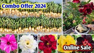 Grafted Adenium Plants | Online Sale | Adenium Combo | Low Price Desert Rose sell Horticultureking