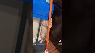 Cat thinks he’s hiding  Like & Subscribe for Daily Content!