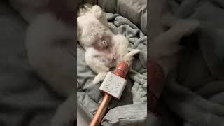 Dog farts into mic